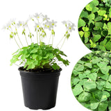 Green Shamrock Oxalis Plant Live, Indoor Houseplant, 3-5 Inch Tall