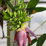 Dwarf Cavendish Live Banana Plant, Ready to Grow Plant, 6-8 Inch Tall, 4 Inch Pot