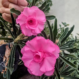 Pink Desert Rose Live Plant 4-7 Inches, Colorful Adenium Obesum Succulent Plants for Indoor Outdoor, Hardy, Ready to Grow