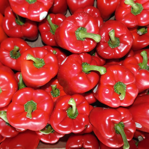Red Jamaican Yellow Pepper Plants Live, 4-7 Inch Tall, 4 Inch Pot