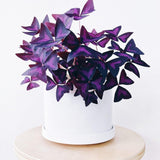 Purple Shamrock Oxalis Plant Live, Indoor Decor Plant, 3.5 Inch Pot