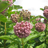 2 Purple Live Milkweed Plants, Patio Container Plant, 4-6 Inch Tall