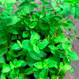 Mint Herb Live Plant, Fragrant Culinary Herb, 2-3 Inch Tall