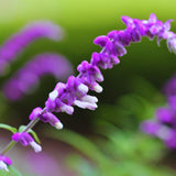 3 Purple Live Sage Plants, 5 Inch Tall