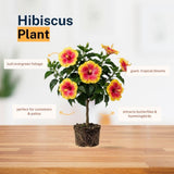 Pack 2 Red Yellow Hibiscus Plant Live 5 to 7 Inc Tall