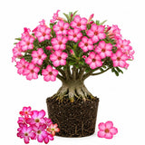 Pink Desert Rose Live Plant 4-7 Inches, Colorful Adenium Obesum Succulent Plants for Indoor Outdoor, Hardy, Ready to Grow