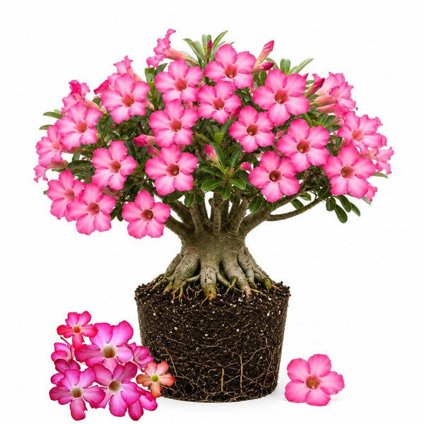Pink Desert Rose Live Plant 4-7 Inches, Colorful Adenium Obesum Succulent Plants for Indoor Outdoor, Hardy, Ready to Grow