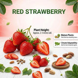 2 Red Strawberry Plants Live, Berry Plant, 2-3 Inch Tall, 3 Inch Pot