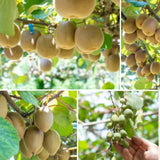 2 Hardy Kiwi Plants Live, Fruit Vine Plant, 4-6 Inch Tall