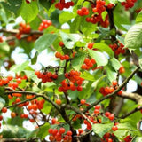 Barbados Cherry Live Plant, Home Orchard Tree, 4-6 Inch Tall