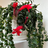 Aeschynanthus Curly Lipstick Live Plant, 8-10 Inch Tall, 3.5 Inch Pot