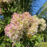 2 Double White Pink Bougainvillea Live Plants, 5-7 Inch Tall