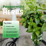 3 Peppermint Plants Live, Live Starter Plant, 4-6 Inch Tall