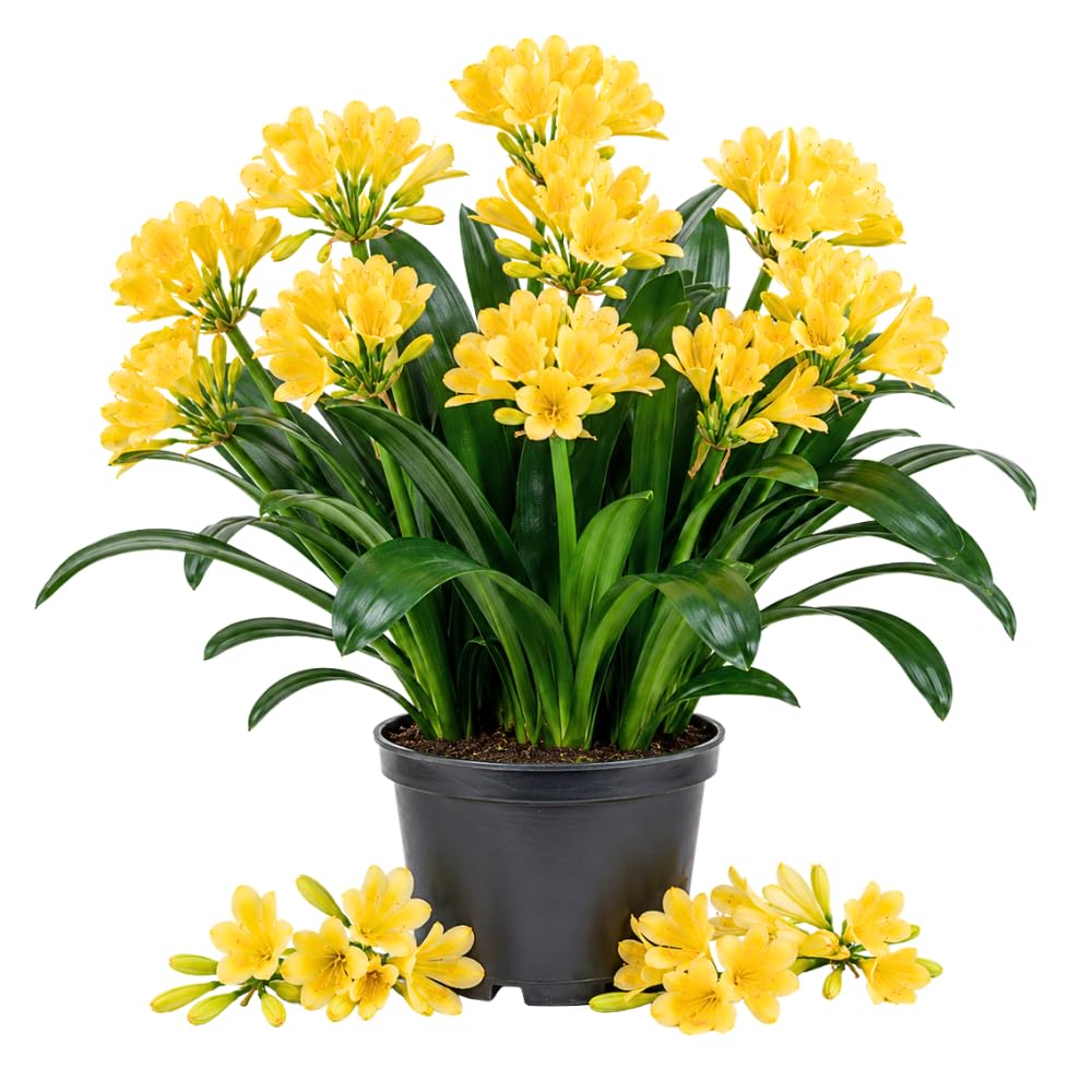 Yellow Clivia Miniata Live Plant, Clivia Miniata Lily, 6 Inch Pot