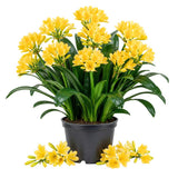 Yellow Clivia Miniata Live Plant, Clivia Miniata Lily, 6 Inch Pot