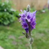 2 Blue Lavender Live Plants, Starter Plant, 4-7 Inch Tall