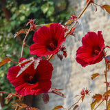 3 Cranberry Hibiscus Plants Live, Outdoor Garden Plant, 4-6 Inch Tall