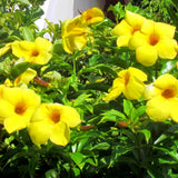 2 Yellow Live Mandevilla Plants, Ready to Grow Plant, 4-6 Inch Tall