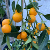 Live Meiwa Kumquat Tree 1 Gallon Pot