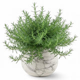 Upright Rosemary Live Plant, Outdoor Garden Herb Plant, 5-9 Inch Tall