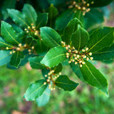 Bay Leaf Live Plant, Starter Plant, 3-5 Inch Tall