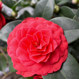 Red Camellia Japonica Plant Live, 6-10 Inch Tall, 4 Inch Pot