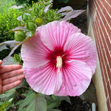 Set of 3 Hardy Hibiscus Live Plants, Red Pink Hibiscus Plant, 4–6" Tall