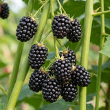 2 Navaho Black Berry Live Plants, Well-Rooted Starter Plant, 4-6 Inch Tall