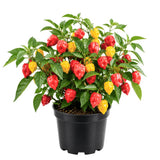 Super Hot Habanero Pepper Chili Live Plant, Pepper Plant, 4-7 Inch Tall