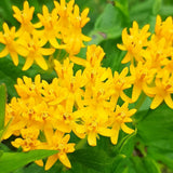 2 Yellow Milkweed Live Plants, Hardy Garden Plant, 4-6 Inch Tall