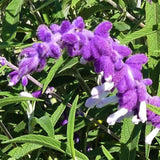4 Mexican Salvia Sage Live Bushes, Landscape Flower Plant, 4-6 Inch Tall
