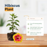 Pack 2 Red Yellow Hibiscus Plant Live 5 to 7 Inc Tall