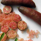 Red Finger Lime Live Tree, 1-2 Ft Tall, 3 Gallon Pot for Growing