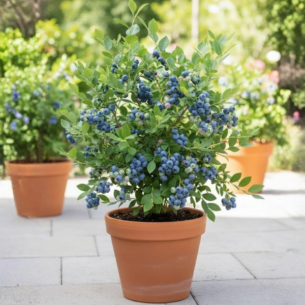 2 Elliott Live Blueberry Plants, Garden Plant, 4-7 Inch Tall