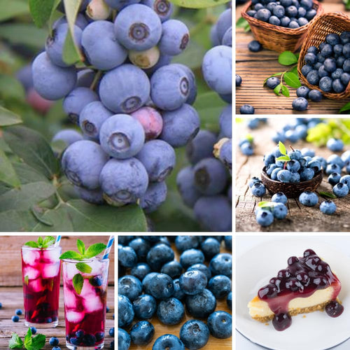 2 Mini Sunshine Blueberry Plant Live, Blueberry Bushes Plant, 4-7 Inch Tall