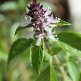2 Cinnamon Basil Plants Live, 3-6 Inches Tall
