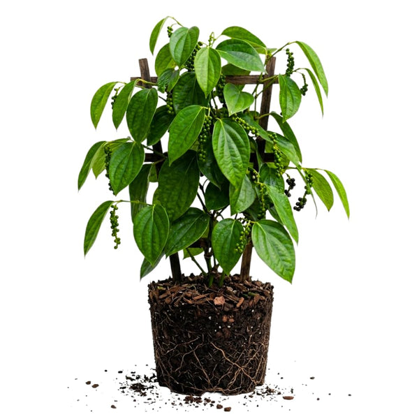 Black Pepper Plant, 4-6 Inch Tall, Piper Nigrum Vine Plants