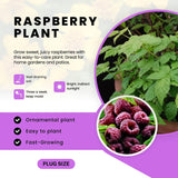 3 Plugs Raspberry Plants Live for Planting, Starter 3-5" in Tall, Sweet Raspberry Plants Bushes Ready for Spring Garden, Cold Hardy, No Pot (Delight Red)
