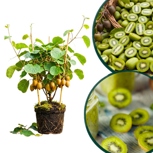 2 Hardy Kiwi Plants Live, Fruit Vine Plant, 4-6 Inch Tall