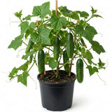 Cucumber Live Plant, Well-Rooted Vine Plant, 3-6 Inch Tall, 4 Inch Pot