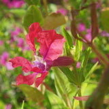 2 Purple Red Cuphea Plants Live, Well-Rooted Flower Plant, 4-6 Inch Tall