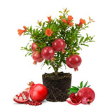 Red Pomegranate Live Tree, Hardy Garden Plant, 4-6 Inch Tall