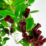 Purple Star Lipstick Plant Live, Well-Rooted Houseplant, 4 Inch Pot