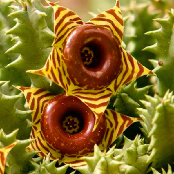 Lifesaver Starfish Zebrina Cactus Succulent Live Plants, Starter 2" Pot