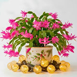 Pink Holiday Cactus Live Plant, Well-Rooted Houseplant, 5-9 Inch Tall