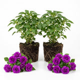 Purple Double Impatiens Live Plant, 5-7 Inch Tall