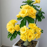 Yellow Desert Rose Live Plant 4-7 Inches Tall