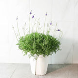 2 Purple Lavender Plants, Lavender Plants Live, 4-8 Inch Tall
