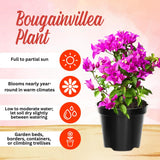2 Purple Live Bougainvillea Plants, Outdoor Garden Plant, 4-6 Inch Tall