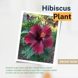 Red Hibiscus Live Plant, Hardy Garden Plant, 5-7 Inch Tall